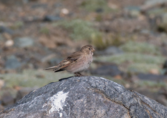 Bucanetes mongolicus