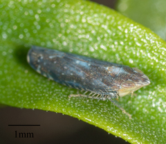 Scaphytopius loricatus