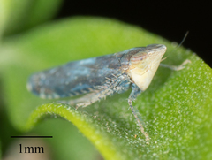 Scaphytopius loricatus