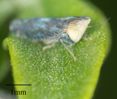 Scaphytopius loricatus