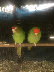 Psittaciformes
