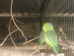 Psittaciformes