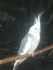 Psittaciformes