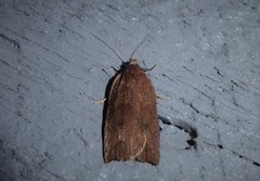 Planotortrix excessana