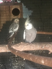 Psittaciformes