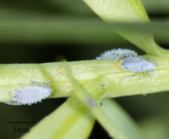 Neophyllaphis varicolor