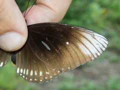 Euploea core godartii