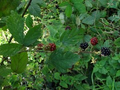Rubus questieri