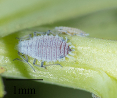 Neophyllaphis varicolor