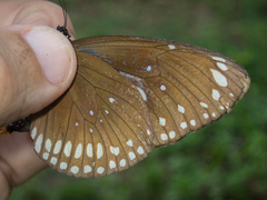 Euploea core godartii