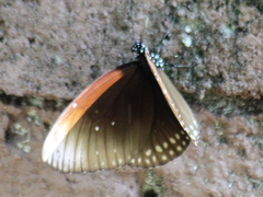 Euploea core godartii