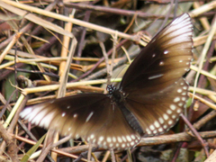 Euploea core godartii
