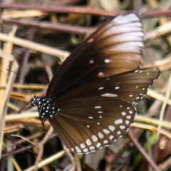 Euploea core godartii