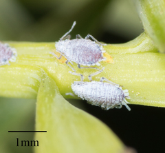 Neophyllaphis varicolor