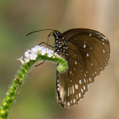 Euploea core godartii