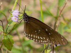 Euploea core godartii