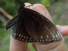 Euploea core godartii