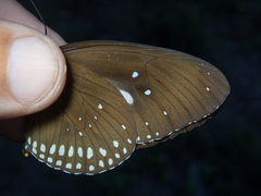 Euploea core godartii