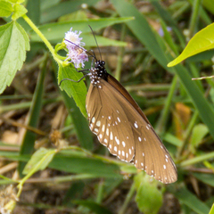 Euploea core godartii