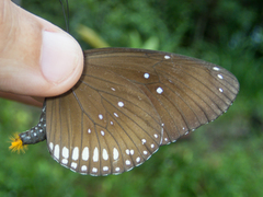 Euploea core godartii