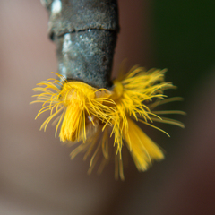 Euploea core godartii