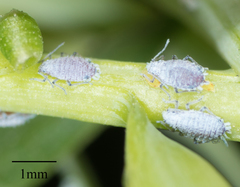 Neophyllaphis varicolor