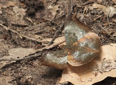 Papilionoidea
