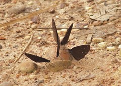 Euploea