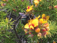 Xylocopa bombylans