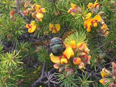 Xylocopa bombylans