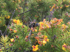 Xylocopa bombylans