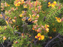 Xylocopa bombylans