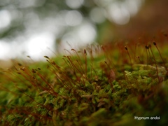 Hypnum andoi
