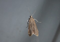 Eudonia atmogramma