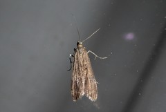 Eudonia atmogramma
