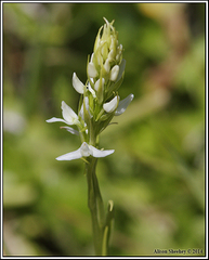 Platanthera dilatata leucostachys