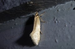 Tingena chloradelpha