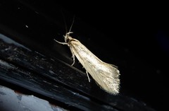 Tingena chloradelpha