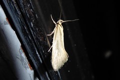 Tingena chloradelpha