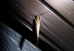 Tingena chloradelpha