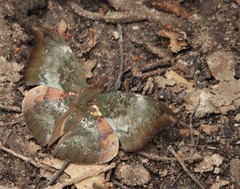 Papilionoidea