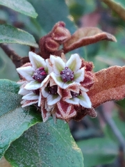 Lasiopetalum macrophyllum