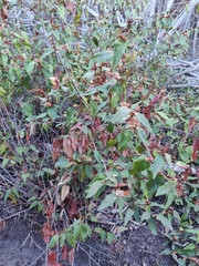 Lasiopetalum macrophyllum