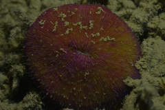 Fungia fungites
