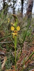 Diuris chrysantha