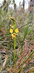 Diuris chrysantha