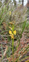 Diuris chrysantha