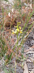 Diuris chrysantha
