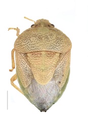 Stagonomus devius