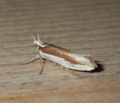 Ypsolopha parenthesella